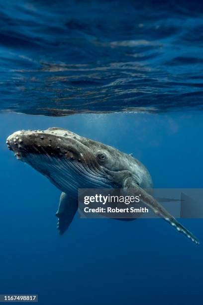 baby calf - images of whale underwater stock pictures, royalty-free photos & images