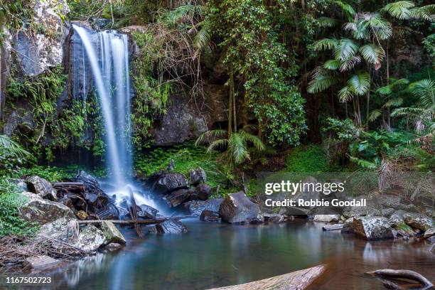 waterfall - curtis falls, tamborine national park - queensland - tamborine national park stock pictures, royalty-free photos & images