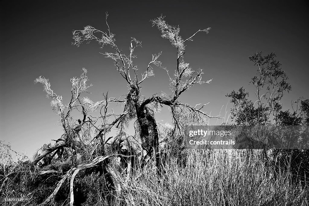 Desert smoke tree, B&W