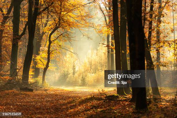 weg durch einen nebligen wald während eines schönen nebligen herbsttages - goldene sonne stock-fotos und bilder