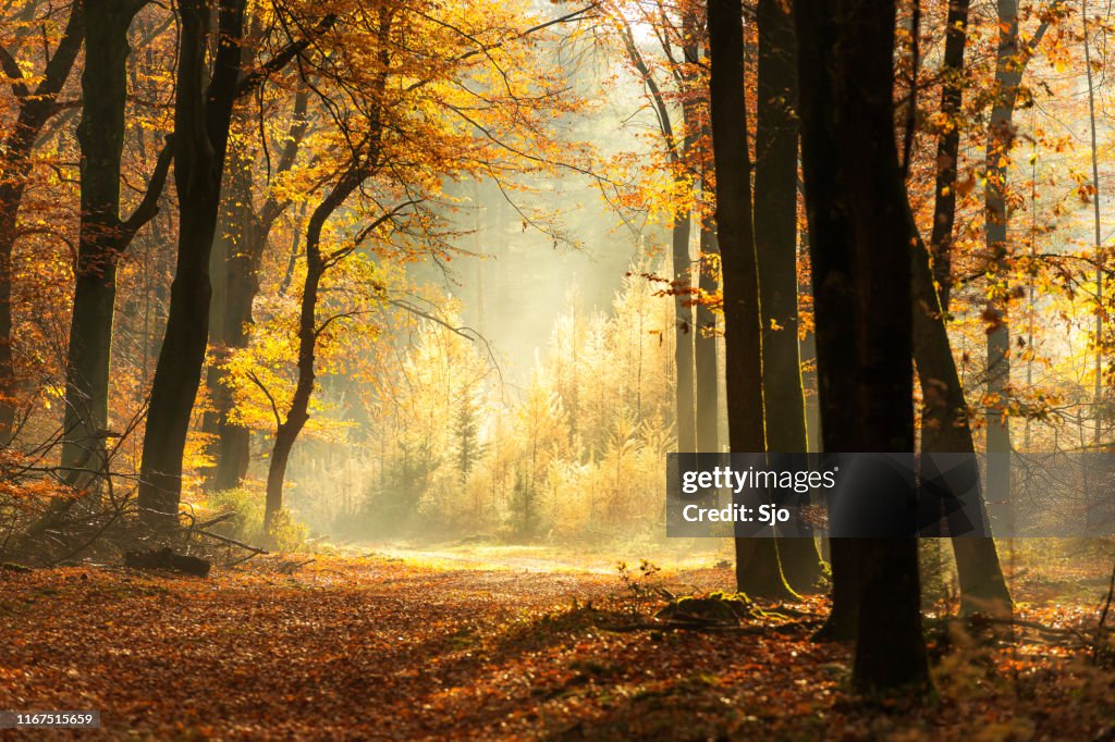 Chemin à travers une forêt brumeuse pendant une belle journée brumeuse d'automne