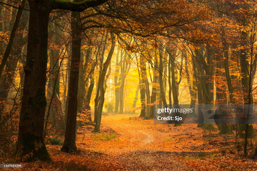 Weg durch einen nebligen Wald während eines schönen nebligen Herbsttages