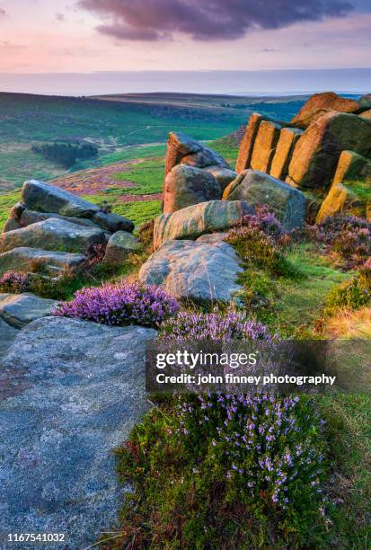 purple heather at sunrise on higger tor. hathersage, peak district. uk - buxton inglaterra fotografías e imágenes de stock