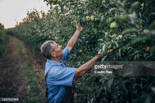 a farmer in an apple orchard - orchard apple stock pictures, royalty-free photos & images