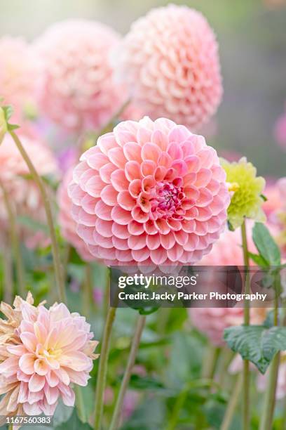 close-up image of the beautiful summer flowering soft pink coloured 'pompon' dahlia flower in soft sunshine - dahliasläktet bildbanksfoton och bilder