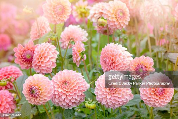 close-up image of the beautiful summer flowering soft pink coloured 'pompon' dahlia flower in soft sunshine - dahlia stock pictures, royalty-free photos & images