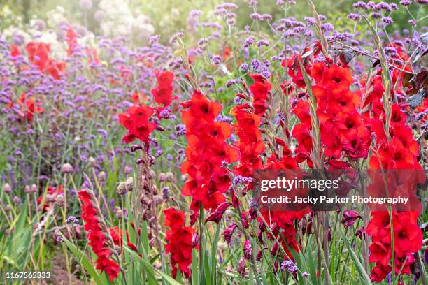 close-up image of the beautiful summer flowering vibrant red gladiolus flowers with purple verbena bonariensis flower also known as 'purpletop' or south american vervain - gladiolus 個照片及圖片檔