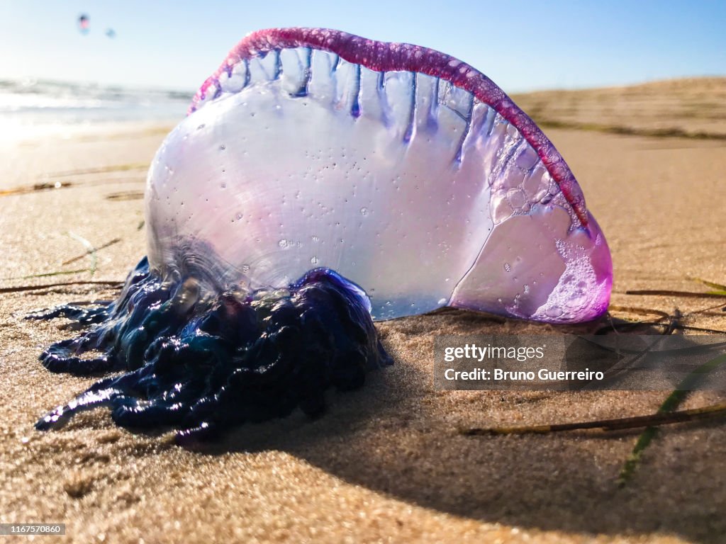 Portuguese Man o' war jellyfish washed on beach