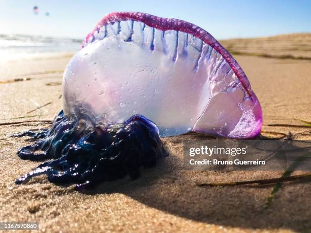 portuguese man o' war jellyfish washed on beach - caravela portuguesa imagens e fotografias de stock