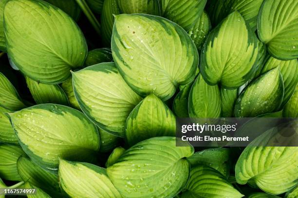 guacamole hosta with raindrop background - hosta stock pictures, royalty-free photos & images