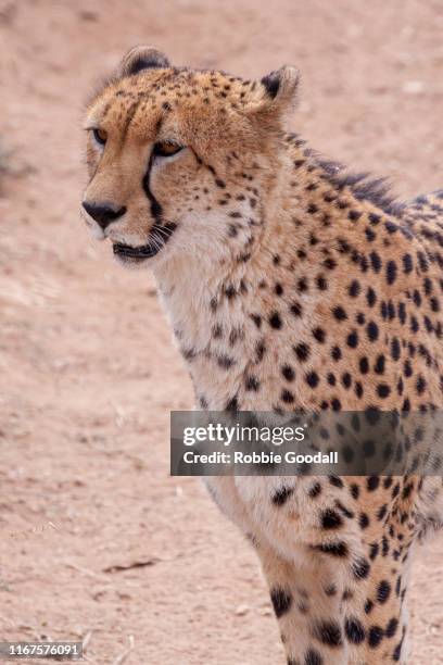 cheetah - monarto zoo stock pictures, royalty-free photos & images