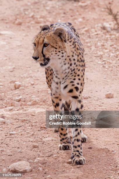 cheetah - monarto zoo stock pictures, royalty-free photos & images