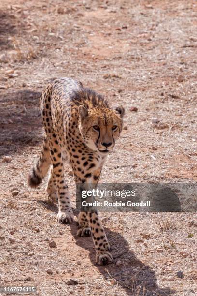 cheetah - monarto zoo stock pictures, royalty-free photos & images