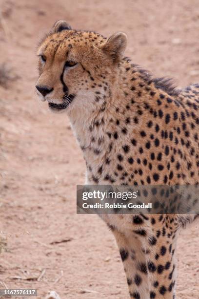 cheetah - monarto zoo stock pictures, royalty-free photos & images
