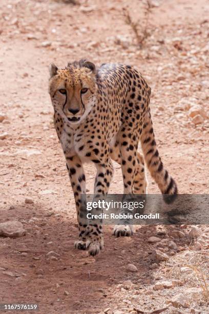 cheetah - monarto zoo stock pictures, royalty-free photos & images