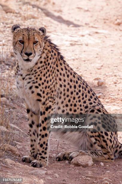 cheetah - monarto zoo stock pictures, royalty-free photos & images