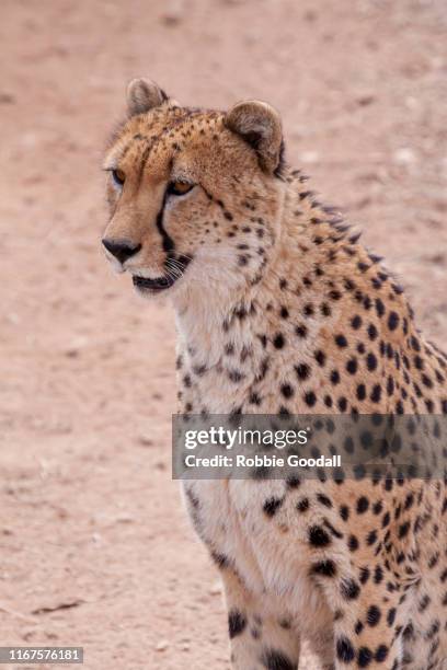 cheetah - monarto zoo stock pictures, royalty-free photos & images