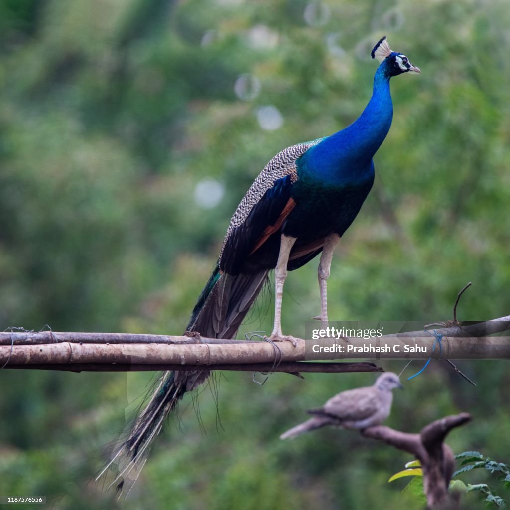 Peacock peafowl in rainy day