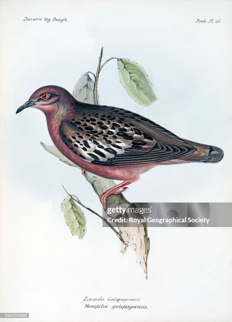 Zenaida Galapagoensis