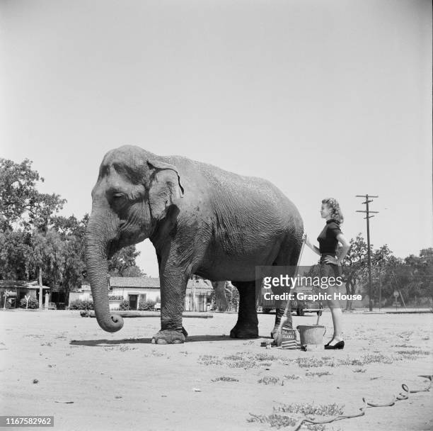American actress Joan Vohs washes an elephant with a box of Ivory Flakes, circa 1955.