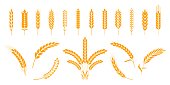 Wheat and rye ears. Barley rice grains and elements for bear logo or organic agricultural food. Vector isolated heraldic shapes