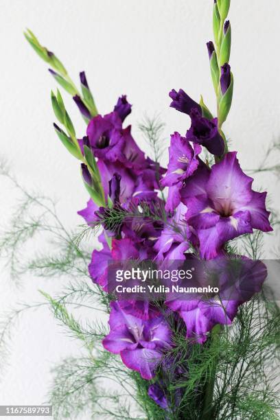 beautiful violet gladiolus flowers on a light background. bud of gladiolus with place for your text, greeting card. - gladiolus stock pictures, royalty-free photos & images