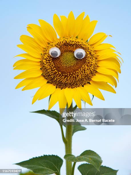 317 Cartoon Sunflower Photos and Premium High Res Pictures - Getty Images