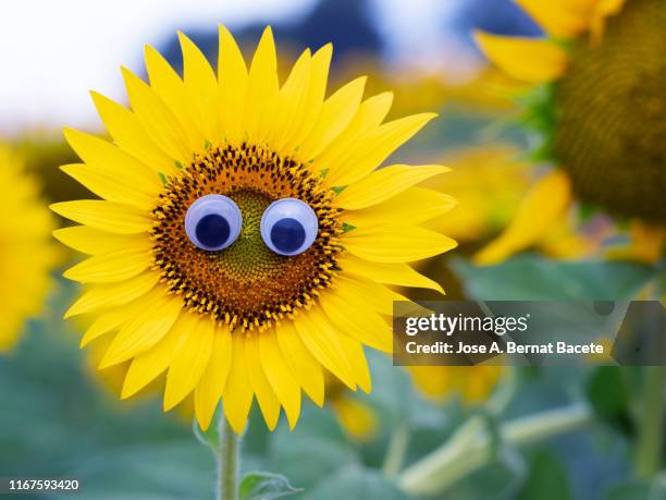 drawing of a face and smiling eyes on a sunflower flower. - google eyes stock pictures, royalty-free photos & images