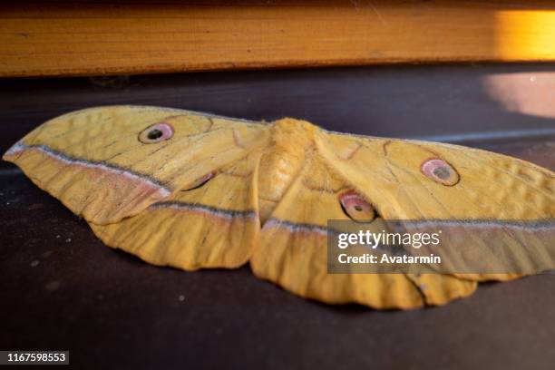 japanese oak silk moth - animal nose stock pictures, royalty-free photos & images