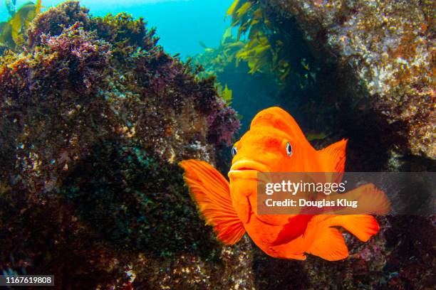 garibaldi2jun14-19 - saltwater fish stock pictures, royalty-free photos & images