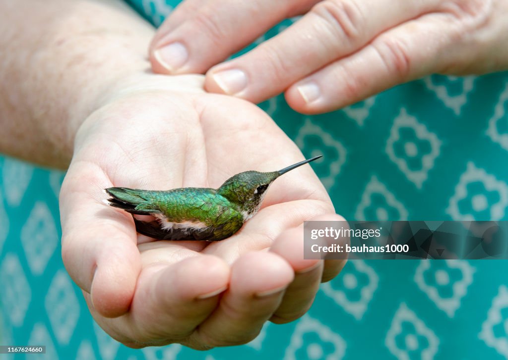 Releasing of wild hummingbirds into the wild after measuring, weighing inspecting and banding for ongoing research project