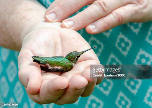 releasing of wild hummingbirds into the wild after measuring, weighing inspecting and banding for ongoing research project - calliope hummingbird stock pictures, royalty-free photos & images