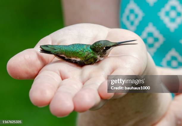 releasing of wild hummingbirds into the wild after measuring, weighing inspecting and banding for ongoing research project - calliope hummingbird stock pictures, royalty-free photos & images