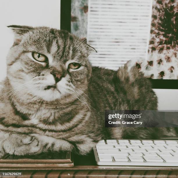 scottish fold cat on desk - cat bored stock-fotos und bilder