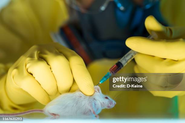 scientist injecting white mouse - genetically modified food stock pictures, royalty-free photos & images