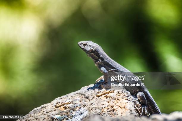 lizard on a stone sunbathing - dragon cartoon stock pictures, royalty-free photos & images