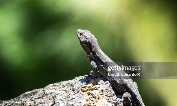 lizard on a stone sunbathing - dragon cartoon stock pictures, royalty-free photos & images