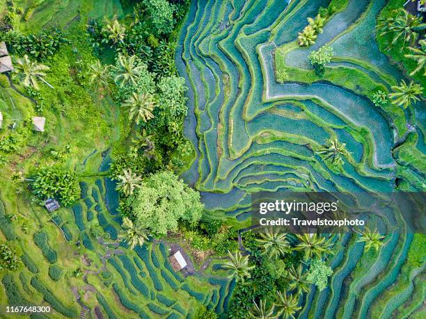 aerial view of rice terrace in bali indonesia - rice paddy stockfoto's en -beelden