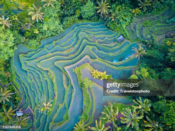 aerial view of rice terrace in bali indonesia - campo de arroz fotografías e imágenes de stock