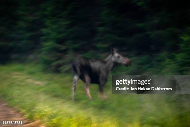 moose close to the road - wildunfall stock-fotos und bilder