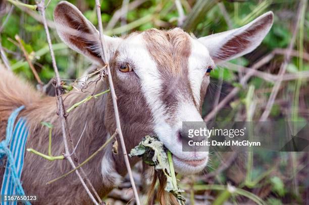 herd of goats in riverside park, nyc - riverside park manhattan stock pictures, royalty-free photos & images