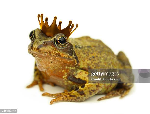 frog prince - froschkönig stock-fotos und bilder