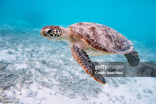 green sea turtle in clear blue tropical sea, kerama islands, okinawa, japan - ウミガメ ストックフォトと画像