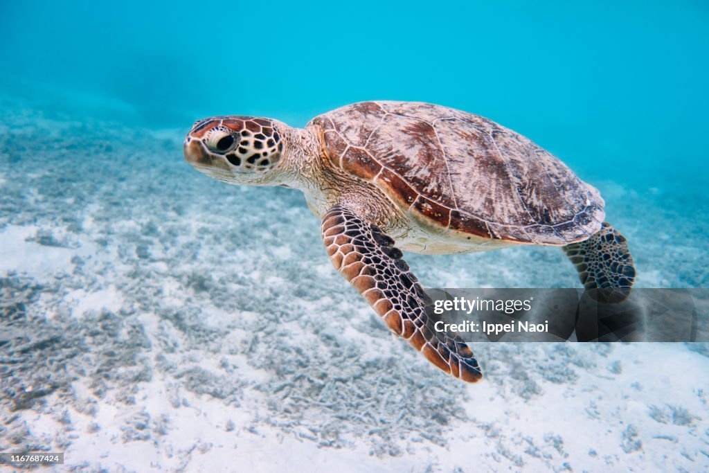 Green sea turtle in clear blue tropical sea, Kerama Islands, Okinawa, Japan