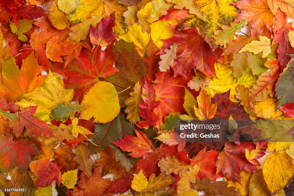 Colorful fall leaves as background. Autumn composition. Flat lay, top view, copy space.