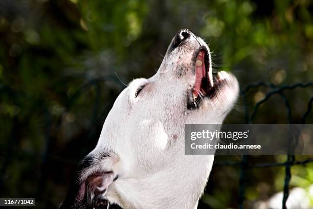 perro howling. imagen de color - ladrando fotografías e imágenes de stock