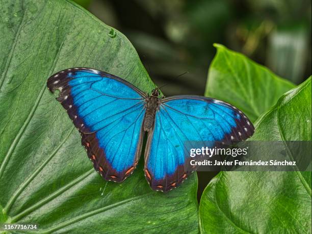 the blue morpho tropical butterfly is one of the most impressive in central and south america. its large size, up to 20 cm. and its metallic blue color, makes it stand out among the others. morpho peleides. - morpho butterfly stock pictures, royalty-free photos & images