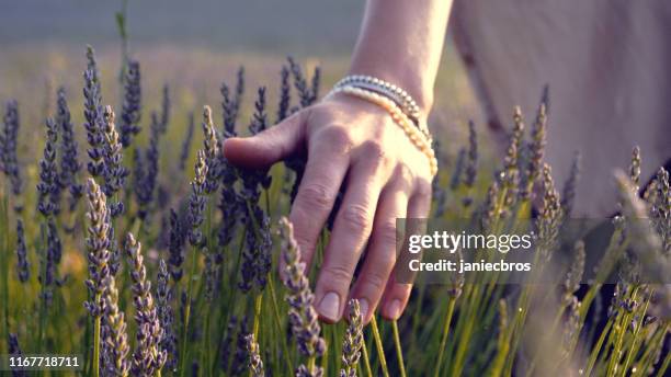 gardener caring for blooming lavender. soft touch - essence stock pictures, royalty-free photos & images