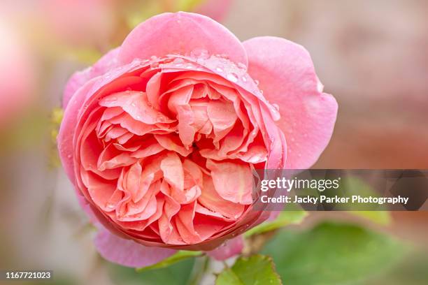 Hd English Roses 1,537 The English Roses Stock Photos, High-Res Pictures, and Images ...