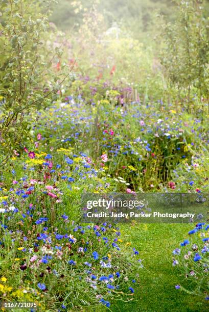 wildflowers in and english cottage garden with a grass path, in the soft summer sunshine - uncultivated fotografías e imágenes de stock
